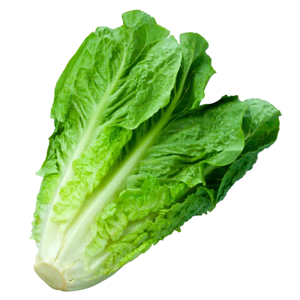 [VER-LECH-COS-1] Lechuga Costina 1UN
