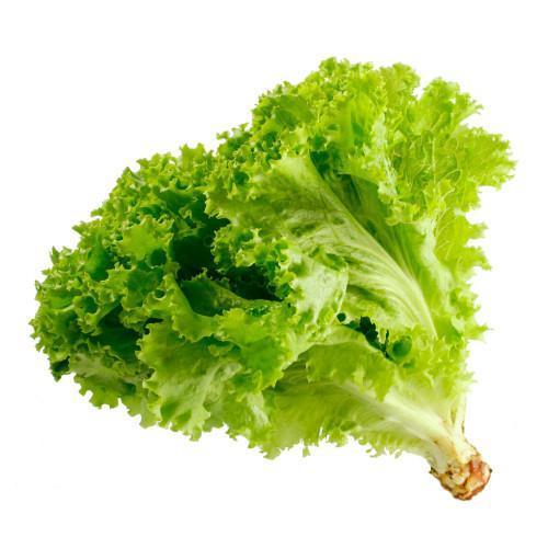 [VER-LECH-HID-1] Lechuga Hidropónica 1UN