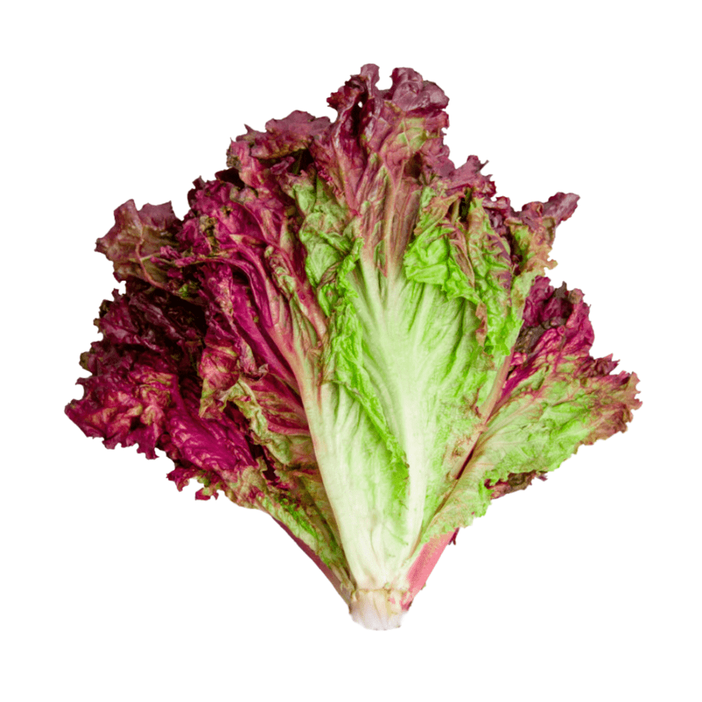 [VER-LECH-MOR-1] Lechuga Morada 1UN